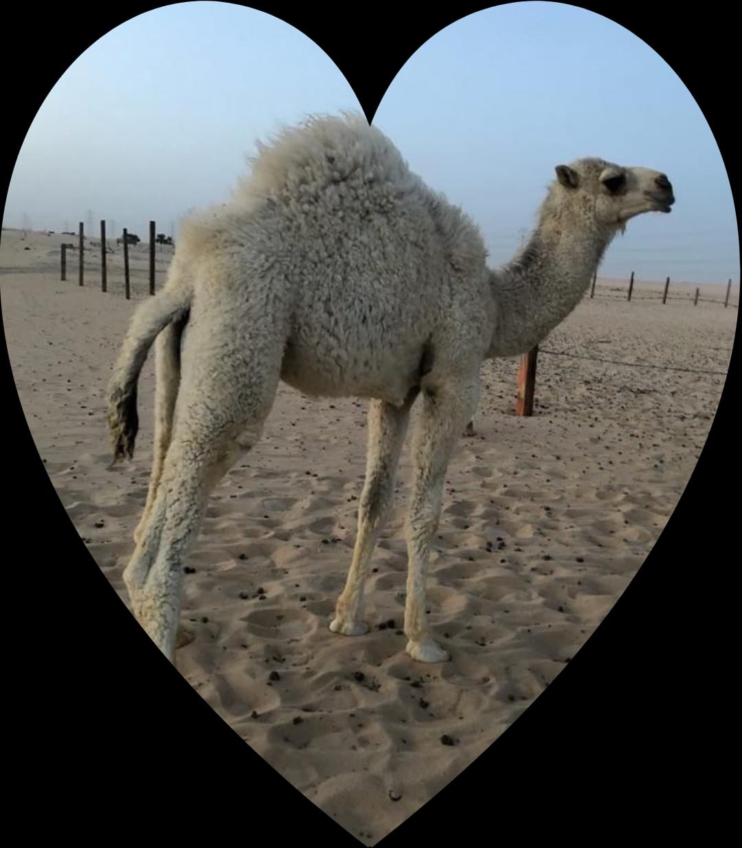 WhatsApp Image 2023-11-08 at 11.00.35 AM